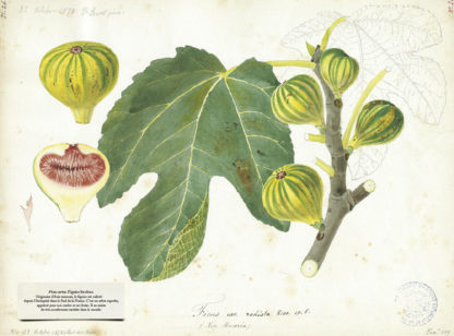 Feuilletage-Cabinet-de-Curiosites-figues