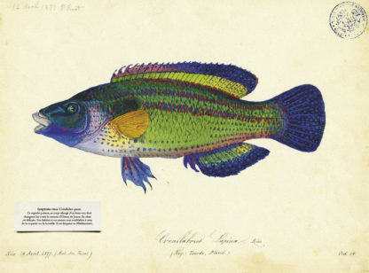 Feuilletage-Cabinet-de-Curiosites-poisson