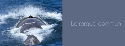 Feuilletage-Grands-mammiferes-marins-rorqual