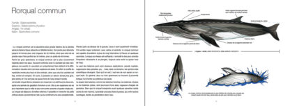 Feuilletage-Grands-mammiferes-marins-rorqual2