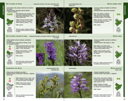 Feuilletage-Guide-de-la-flore-violet