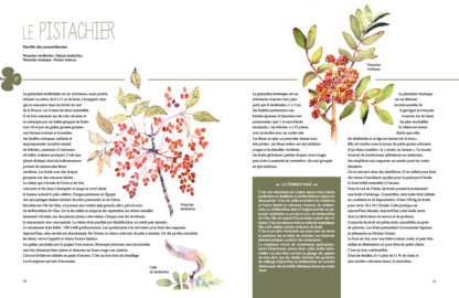 Feuilletage-Secrets-des-plantes-pistachier