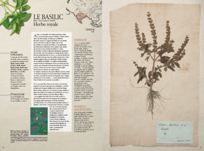 Feuilletage-herbier-mediterraneen-basilic