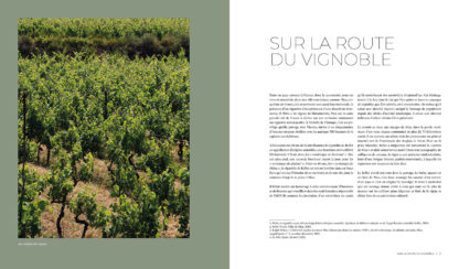 Bellet Nice et son vin_Vignes